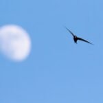 How Long Can A Bird Fly Without Landing?