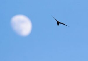 How Long Can A Bird Fly Without Landing?