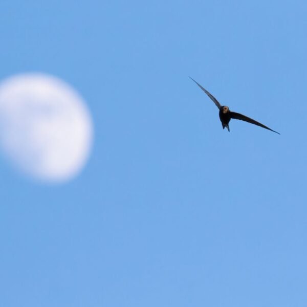 How Long Can A Bird Fly Without Landing?
