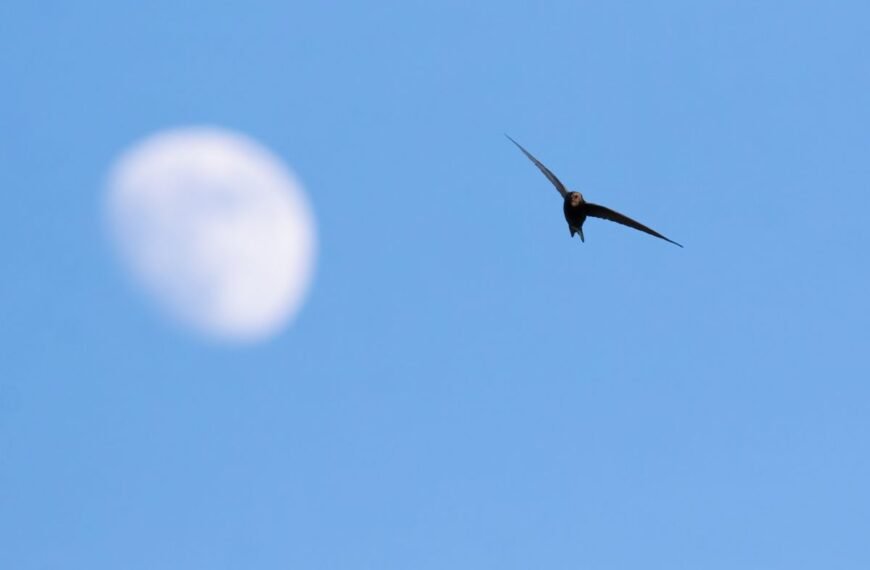 How Long Can A Bird Fly Without Landing?