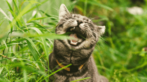 Why Do Cats And Dogs Eat Grass?
