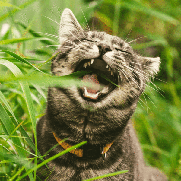 Why Do Cats And Dogs Eat Grass?
