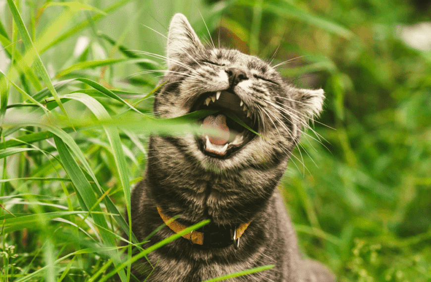 Why Do Cats And Dogs Eat Grass?