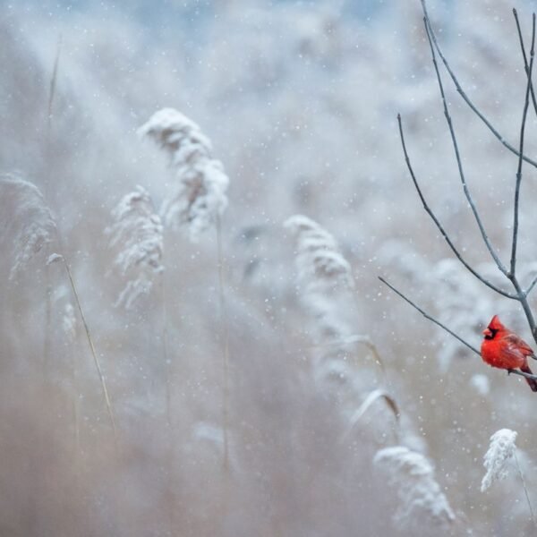 Astronomical Winter Vs. Meteorological Winter: What’s The Difference?