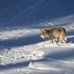 Yellowstone’s Wolves And The Controversy Racking Ecologists Right Now