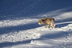 Yellowstone’s Wolves And The Controversy Racking Ecologists Right&hellip;