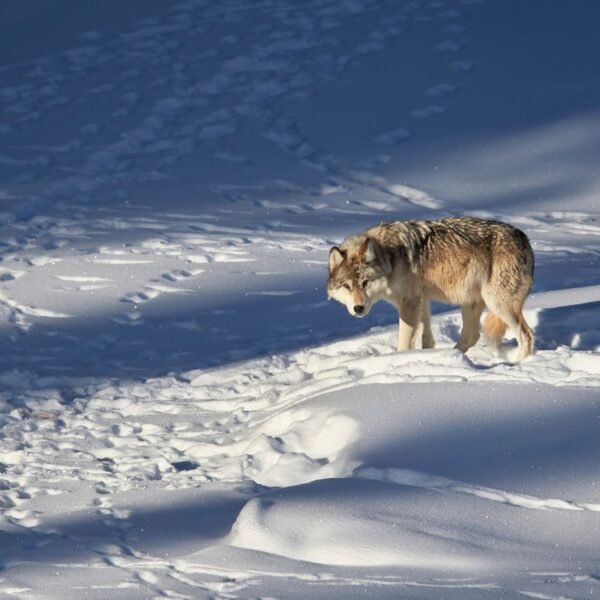Yellowstone’s Wolves And The Controversy Racking Ecologists Right&hellip;