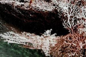 Deep-living microbes could 'eat' energy generated by earthquakes