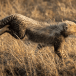 Why Do Cheetah Cubs Look So Dramatically Different From Mom? It Could Be A Clever Costume
