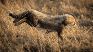 Why Do Cheetah Cubs Look So Dramatically Different&hellip;