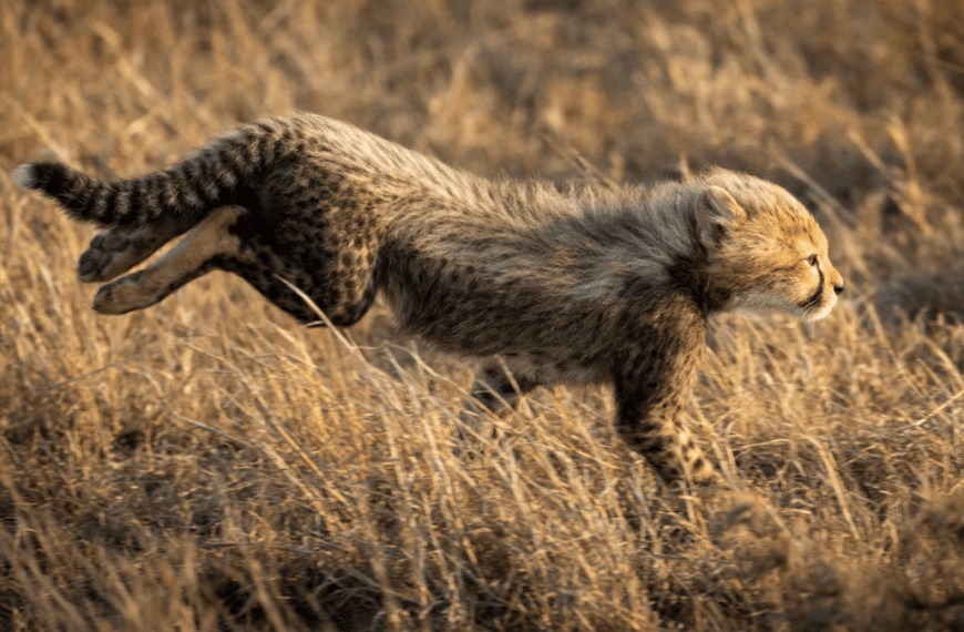 Why Do Cheetah Cubs Look So Dramatically Different&hellip;