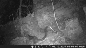 Endangered “Northern Native Cat” Captured On Camera For&hellip;