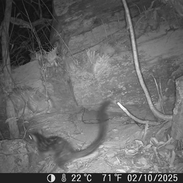 Endangered “Northern Native Cat” Captured On Camera For&hellip;