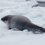 These Might Be The First Ever Underwater Photos Of A Ross Seal, And They’re Delightful