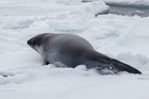 These Might Be The First Ever Underwater Photos&hellip;
