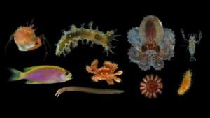 20 Delightfully Strange New Deep Reef Species Discovered&hellip;