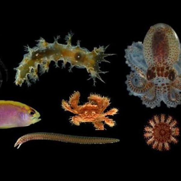 20 Delightfully Strange New Deep Reef Species Discovered&hellip;