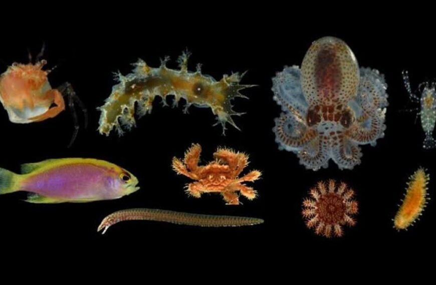 20 Delightfully Strange New Deep Reef Species Discovered&hellip;
