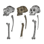 Mysterious 7-Million-Year-Old Ape May Be Earliest Hominin To Walk On Two Feet