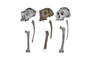 Mysterious 7-Million-Year-Old Ape May Be Earliest Hominin To&hellip;