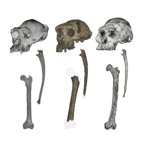 Mysterious 7-Million-Year-Old Ape May Be Earliest Hominin To&hellip;