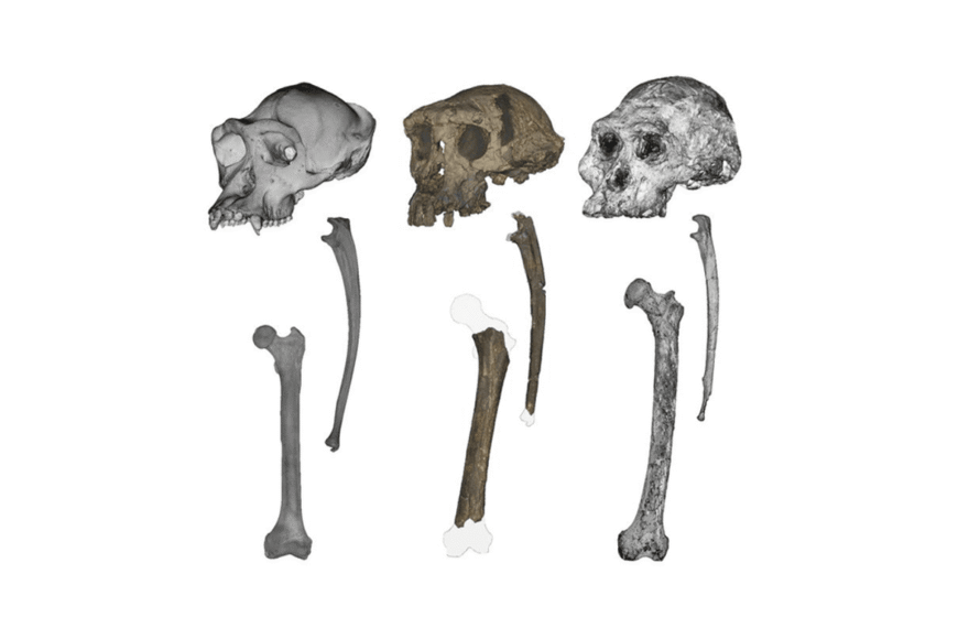 Mysterious 7-Million-Year-Old Ape May Be Earliest Hominin To&hellip;