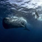 A Slightly Embarrassing Misunderstanding Led To Sperm Whales’ Name