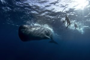 A Slightly Embarrassing Misunderstanding Led To Sperm Whales’&hellip;