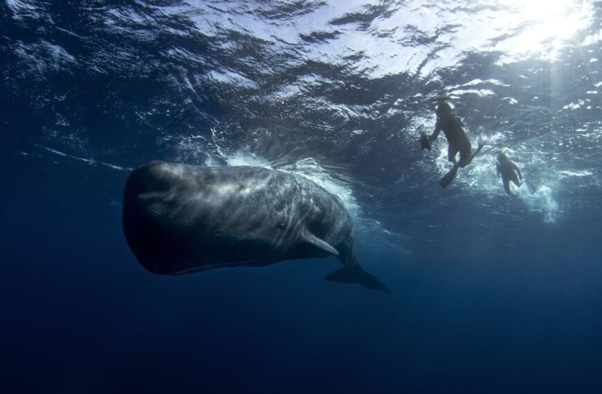A Slightly Embarrassing Misunderstanding Led To Sperm Whales’&hellip;