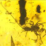 This Spider-Like Creature Was Walking Around With A Tail 100 Million Years Ago