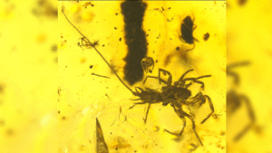 This Spider-Like Creature Was Walking Around With A&hellip;