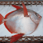 Meet The Moonfish, The World’s Only Warm-Blooded Fish That’s 5°C Hotter Than Its Environment