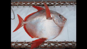 Meet The Moonfish, The World’s Only Warm-Blooded Fish&hellip;