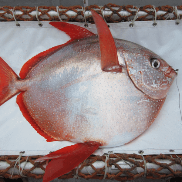 Meet The Moonfish, The World’s Only Warm-Blooded Fish&hellip;