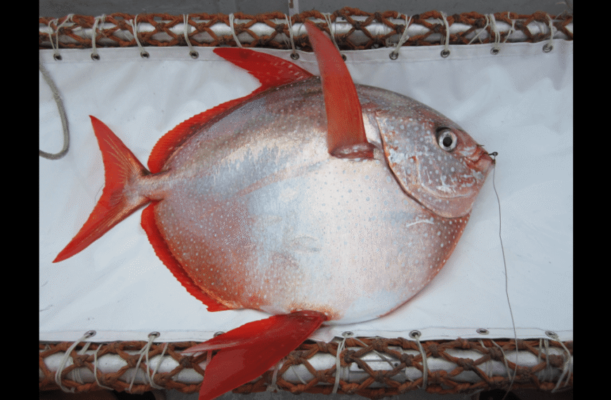 Meet The Moonfish, The World’s Only Warm-Blooded Fish&hellip;