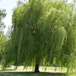 Jan Baptista Van Helmont’s 16th Century “Willow Tree Experiment” Was One Of The First In Modern Biology