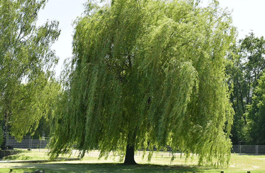 Jan Baptista Van Helmont’s 16th Century “Willow Tree Experiment” Was One Of The First In Modern Biology
